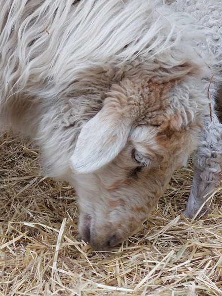 Sheep Eating Hay Curly Wool Close — Stock Photo, Image