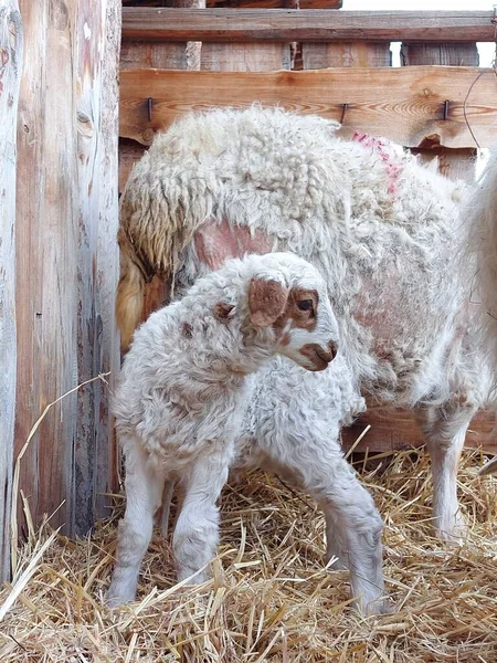Isolierte Schafe Fressen Heu Auf Bauernhof Niedliches Neugeborenes Lamm — Stockfoto