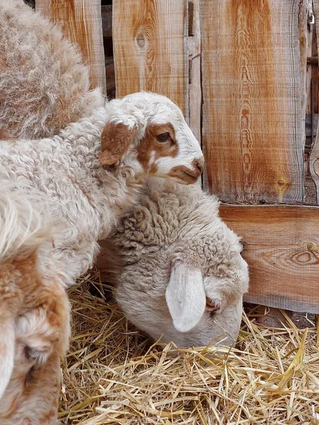 Isolated Sheep Eating Hay Farm Cute Newborn Lamb — Stock Photo, Image