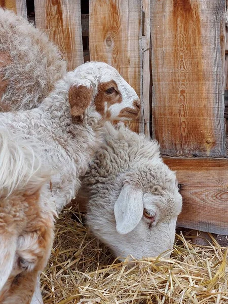 Απομονωμένα Πρόβατα Που Τρώνε Σανό Στο Αγρόκτημα Χαριτωμένο Νεογέννητο Αρνί — Φωτογραφία Αρχείου