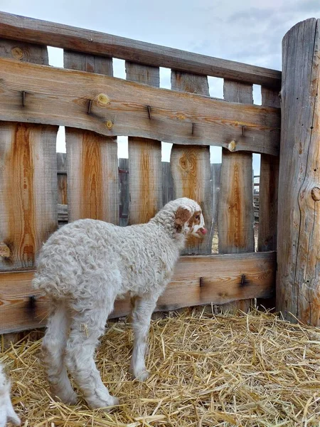 Cute Newborn Sheep Lamb Isolated Farmland Wooden Fence — ストック写真