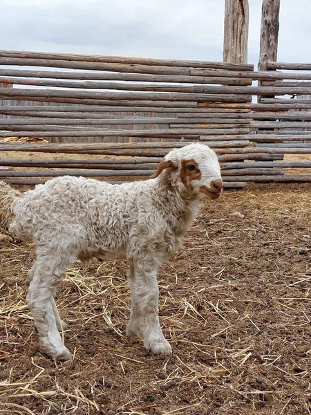 Carino Agnello Pecora Appena Nato Isolato Terreni Agricoli Vicino Alla — Foto Stock