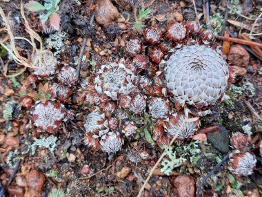 Ev insanlarının ortak adı 