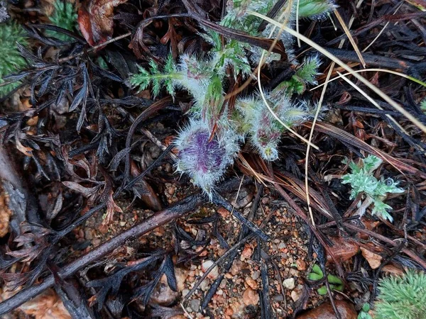 Pasztell Virág Szél Virág Préri Crocus Húsvéti Virág Rét Anemone — Stock Fotó