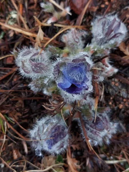 Pasztell Virág Szél Virág Préri Crocus Húsvéti Virág Rét Anemone — Stock Fotó