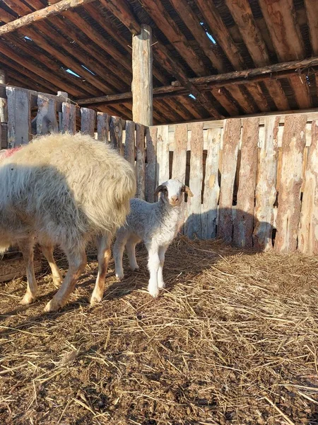Isolierte Schafe Fressen Heu Auf Dem Bauernhof Niedliches Neugeborenes Lamm — Stockfoto