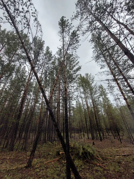 Yağmurlu Bir Günde Yeni Çam Ağaçları Ormanı — Stok fotoğraf