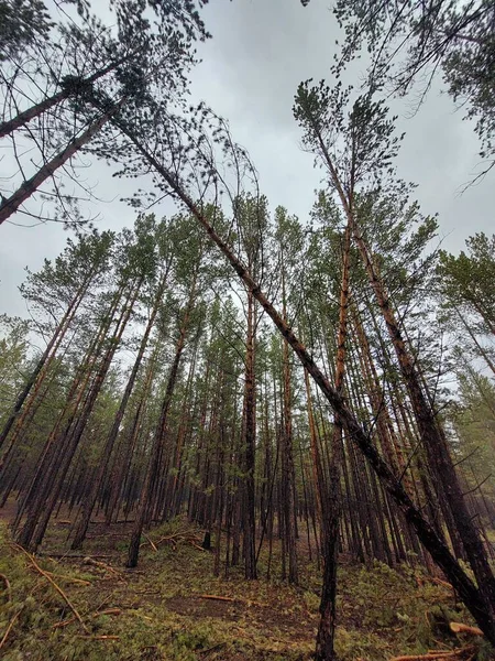 Yağmurlu Bir Günde Yeni Çam Ağaçları Ormanı — Stok fotoğraf