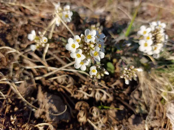 White Wildflower Close Prado Primavera — Fotografia de Stock