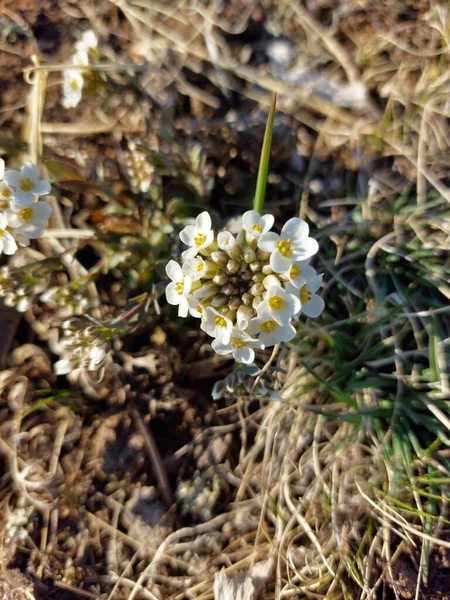 Witte Wilde Bloem Close Lente Weide — Stockfoto