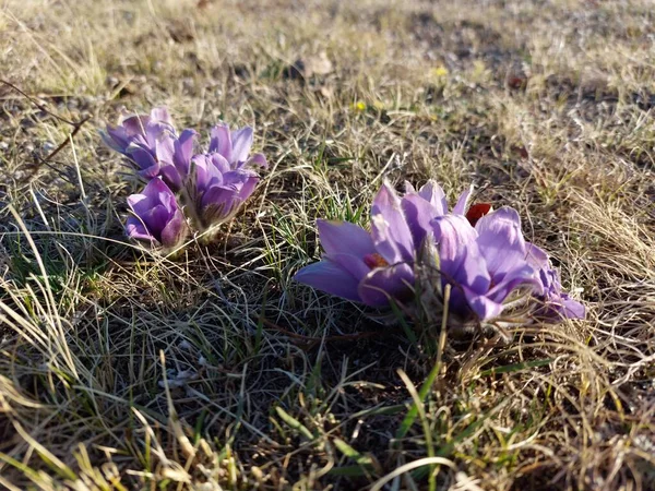 Pasztell Virág Szél Virág Préri Crocus Húsvéti Virág Rét Anemone — Stock Fotó
