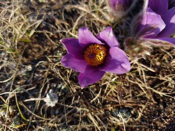 Pasztell Virág Szél Virág Préri Crocus Húsvéti Virág Rét Anemone — Stock Fotó