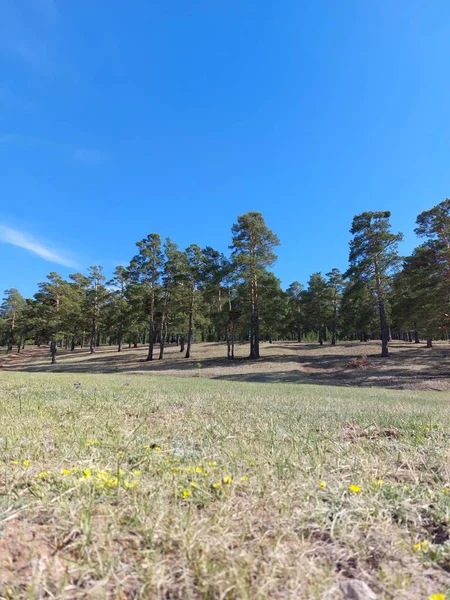 Bosque Madera Pino Borde Siempre Verde Bosque Coníferas Bajo Cielo — Foto de Stock