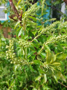 Prunus padus, kuşkirazı, böğürtlen, böğürtlen ya da mayday ağacı olarak da bilinir.