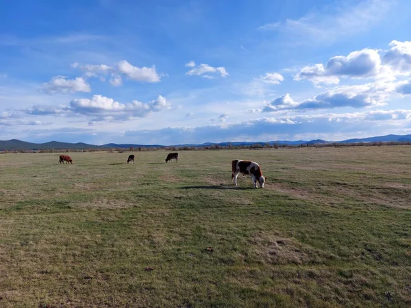 Manada Vacas Pastagem Prado Primavera — Fotografia de Stock