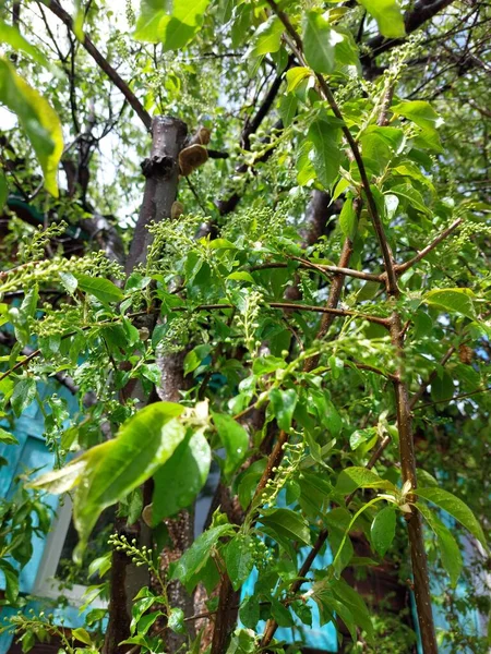 Чернослив Падус Известный Вишня Черника Ягоды Дерево Mayday Является Цветущим — стоковое фото