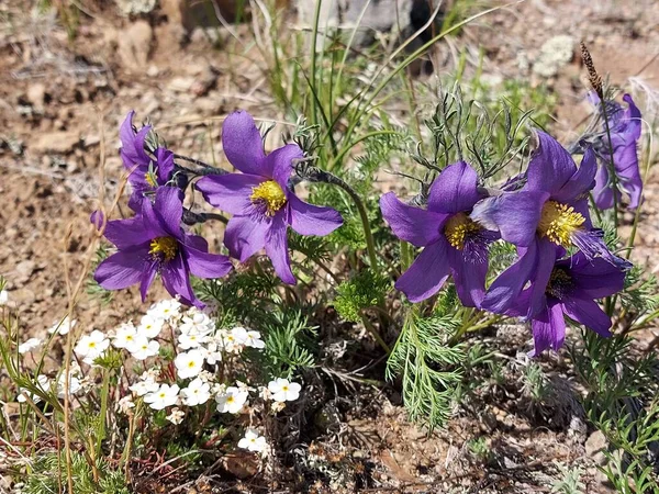 Violet Pasque Flower Wind Flower Prairie Crocus Easter Flower Meadow — Stockfoto