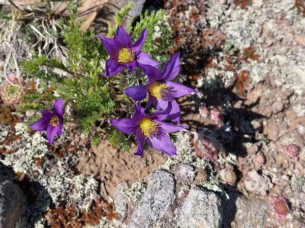 Violet Pasque Flower Wind Flower Prairie Crocus Easter Flower Meadow — Stockfoto