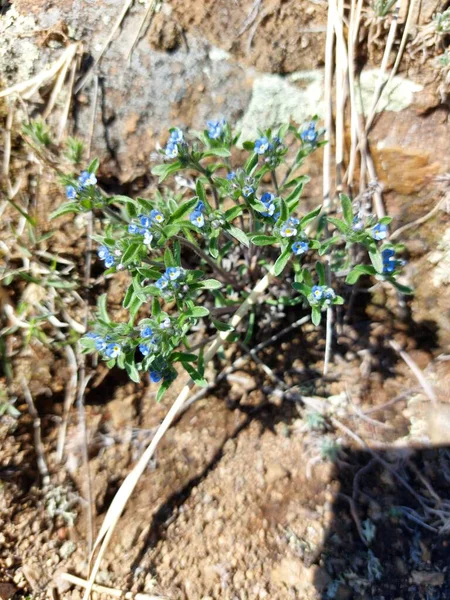 Eritrichiumsajanense Rare Wildflower Forget Nots Scorpion Grass — 스톡 사진