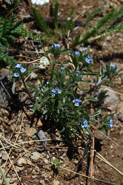 Eritrichiumsajanense Zeldzame Wilde Bloem Vergeet Niet Schorpioen Grassen — Stockfoto