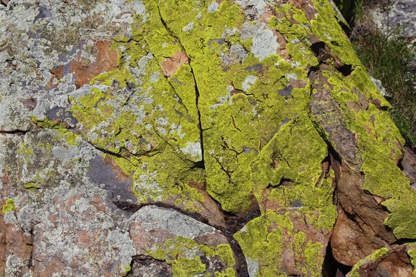 Фон Moss Texture Крупном Плане Погодный Камень Лишайником Лесу Вершине — стоковое фото