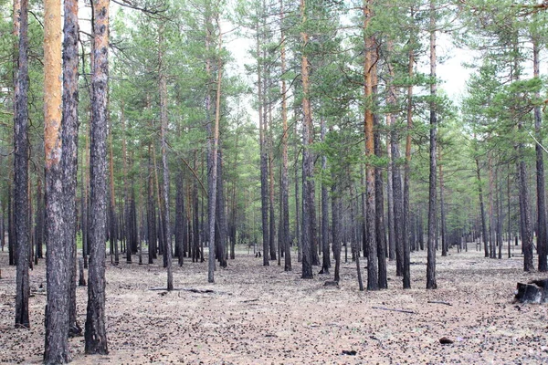 Pinos Antecedentes Coníferas Siempreverdes Nuevos Árboles Bosques Densos Con Troncos — Foto de Stock