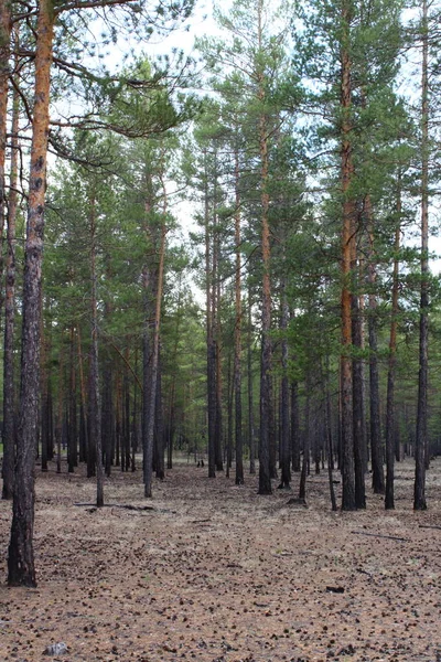 Dennenbomen Achtergrond Naaldgroen Nieuwe Dichte Bossen Met Dunne Rechte Stammen — Stockfoto