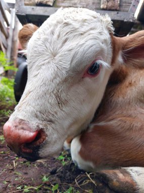 Newborn calf cow portrait 