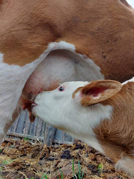 Fluffig Mjölkko Och Mjölkras Som Suger Mjölk Från Juver — Stockfoto