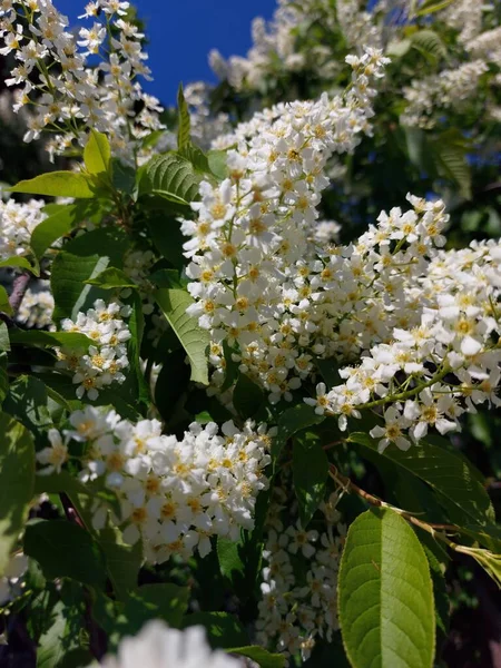 Prunus Padus Connu Comme Cerisier Des Oiseaux Mûrier Airelle Oumayday — Photo