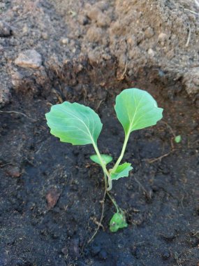 Sebze bahçesinde lahana filizlenir. 