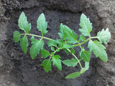 Sebze bahçesinde filizlenen domatesler. 