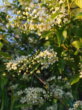 Prunus padus, bilinen adıyla vişne, böğürtlen, böğürtlen veya mayday ağacı, çiçekli teroz familyasından bir çiçektir.