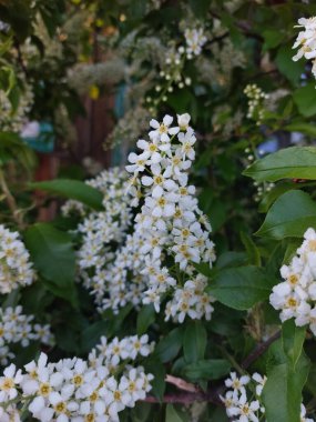 Prunus padus, kuşkirazı, böğürtlen, böğürtlen ya da mayday ağacı olarak da bilinir.