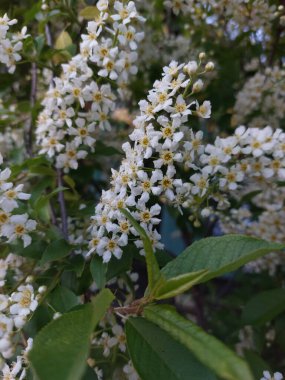 Prunus padus, kuşkirazı, böğürtlen, böğürtlen ya da mayday ağacı olarak da bilinir.