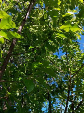 Prunus padus, kuşkirazı, böğürtlen, böğürtlen ya da mayday ağacı olarak da bilinir.