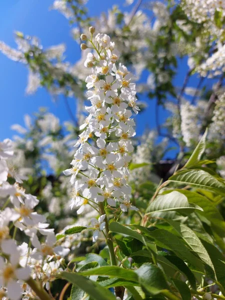 Prunus Padus Known Asbird Cherry Hackberry Hagberry Ormayday Tree Flowering — Stock Photo, Image