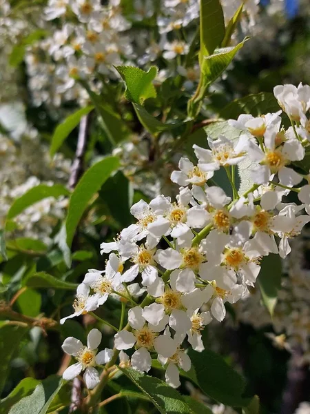 Prunus Padus Connu Comme Cerisier Des Oiseaux Mûrier Airelle Oumayday — Photo