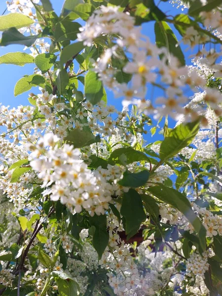 Prunus Padus Conocido Como Cereza Pájaro Arándano Arándano Árbol Mayday — Foto de Stock