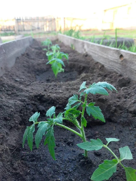 Brote Plántulas Tomates Huerto — Foto de Stock