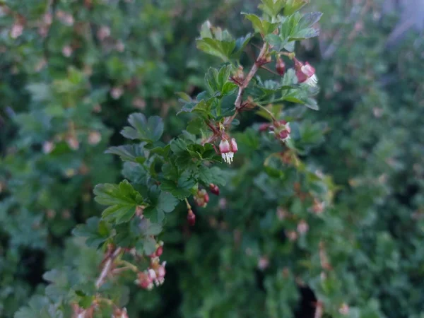 Cespuglio Uva Spina Ribes Uva Crispa Grossulariaceae Pianta Fiore Primavera — Foto Stock