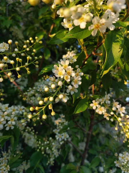 Prunus Padus Znany Jako Czereśnia Hackberry Hagberry Lub Mayday Drzewo — Zdjęcie stockowe