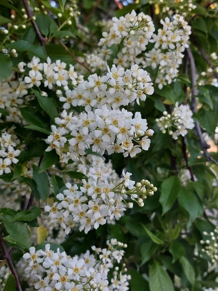 Prunus Padus Bekannt Als Vogelkirsche Zürgelbeere Hagberry Oder Maibaum Ist — Stockfoto