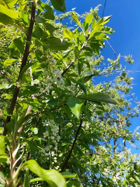 Чернослив Падус Известный Вишня Черника Ягоды Дерево Mayday Является Цветущим — стоковое фото