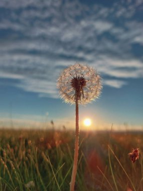 Karahindiba çiçeği Tüylü hava topuna karşı Günbatımı gökyüzü
