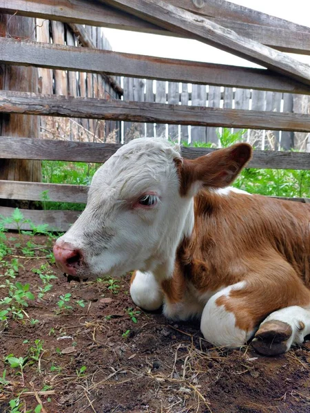 Newborn Calf Cow Portrait — Stock Photo, Image