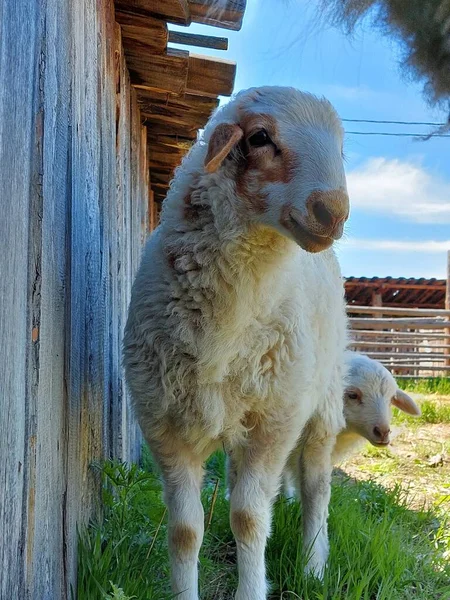 Sheep Portrait Summer Daylight — Stock Photo, Image