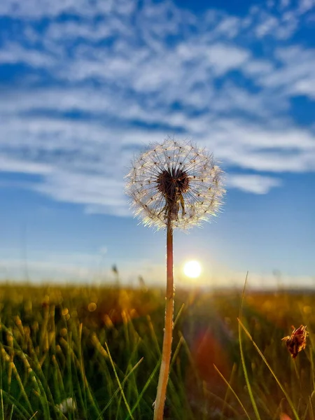 Flor Diente León Esponjosa Bola Contra Cielo Puesta Del Sol — Foto de Stock