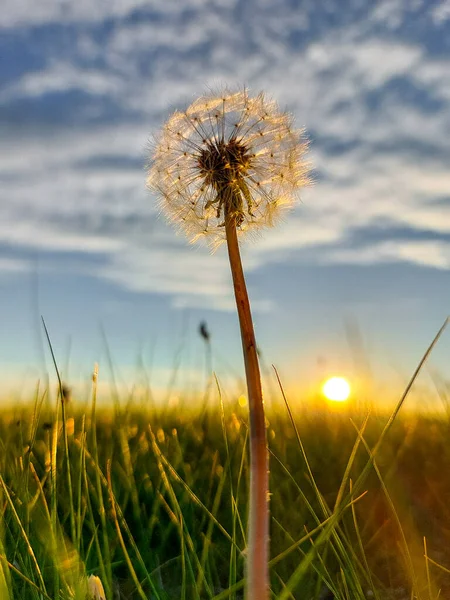 Flor Diente León Esponjosa Bola Contra Cielo Puesta Del Sol — Foto de Stock