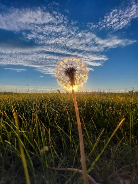Maskros Blomma Fluffig Blåsboll Mot Solnedgången Himlen — Stockfoto